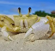 MCcrabs