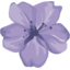 Shinoka
